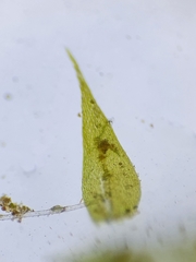 Hygroamblystegium humile