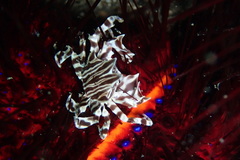 Zebrida adamsii