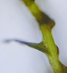 Hygroamblystegium humile