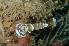 Ancylomenes magnificus