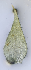 Hygroamblystegium humile