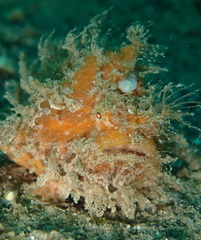 Antennarius striatus
