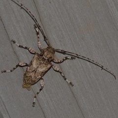 Lagocheirus obsoletus