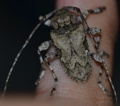 Lagocheirus obsoletus