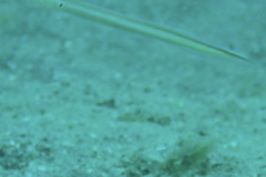 Gunnellichthys monostigma