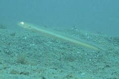 Gunnellichthys monostigma