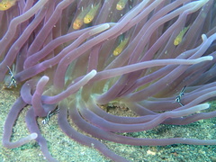 Macrodactyla doreensis