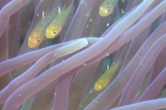 Ostorhinchus hoevenii