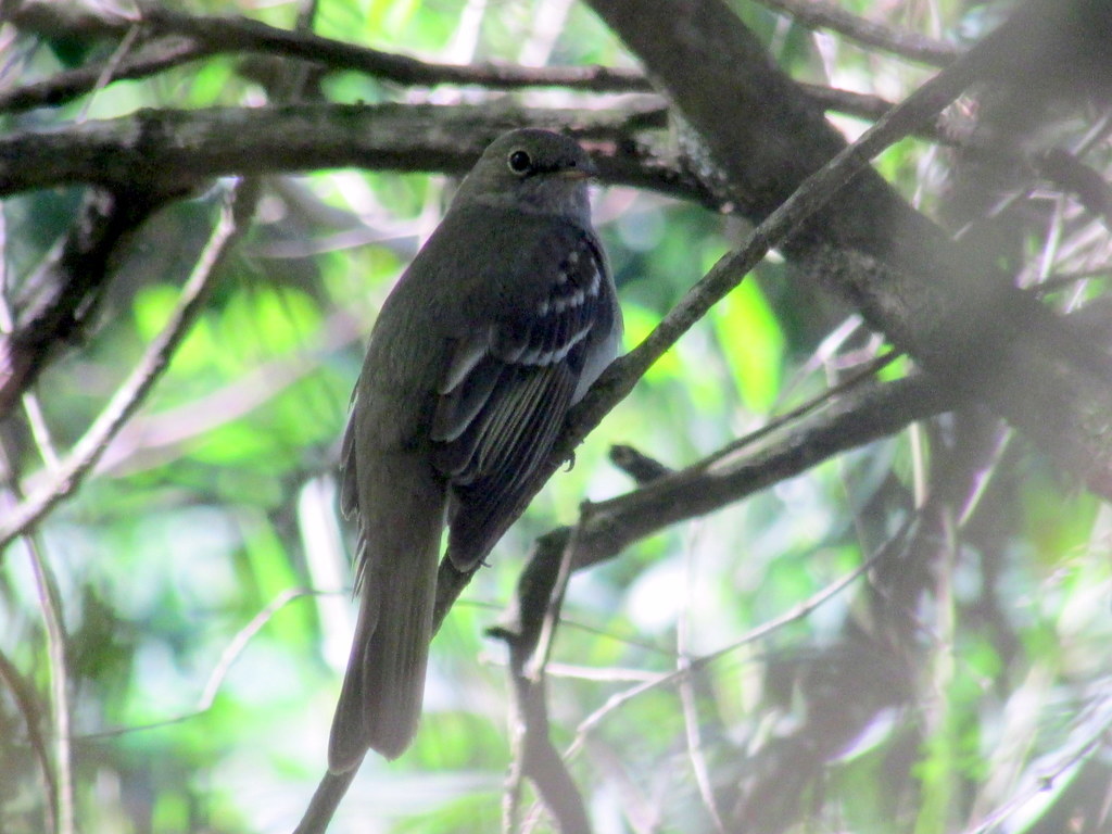 Olivaceous Elaenia (Elaenia mesoleuca), photo 6