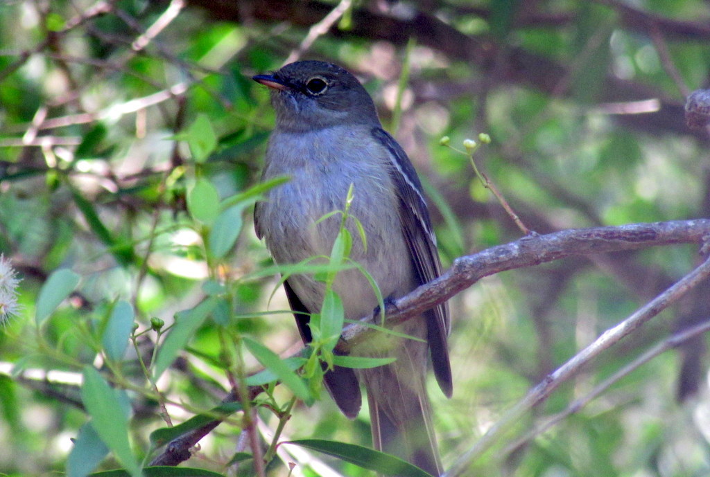 Olivaceous Elaenia (Elaenia mesoleuca), photo 5