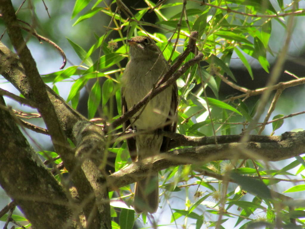 Olivaceous Elaenia (Elaenia mesoleuca), photo 7