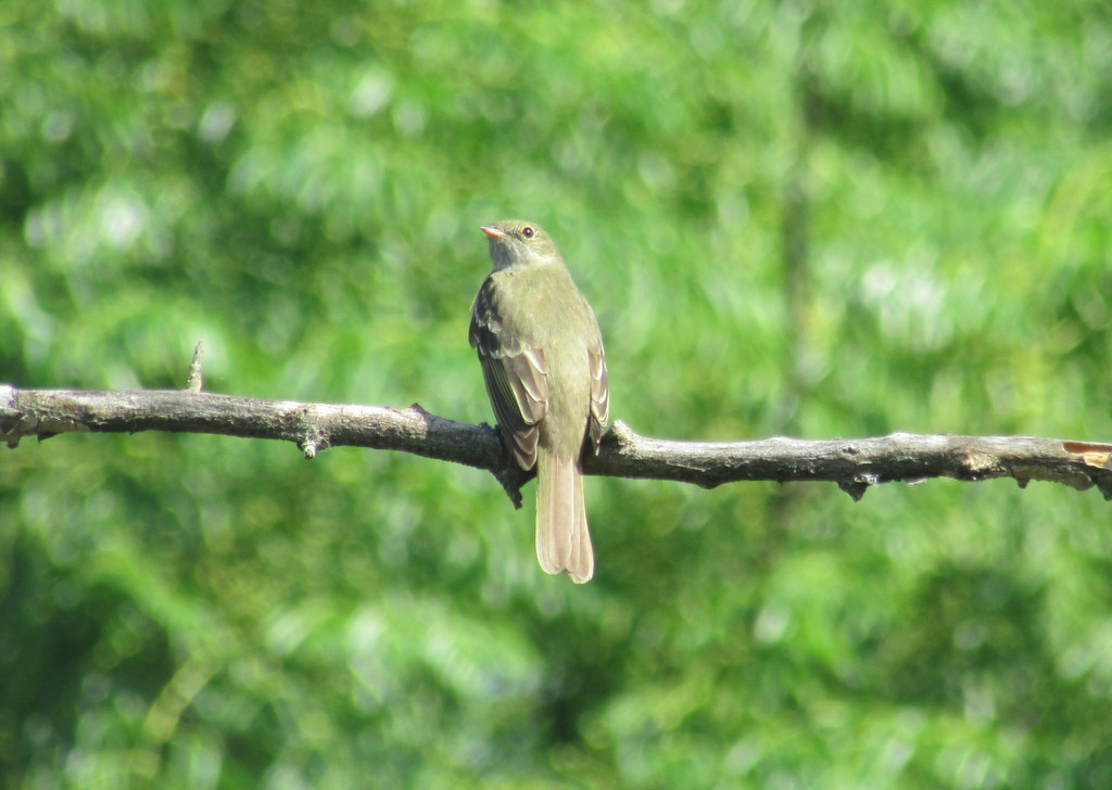 Olivaceous Elaenia (Elaenia mesoleuca), photo 8