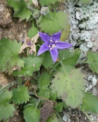 Campanula elatines