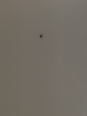 Arocatus melanocephalus