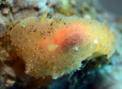 Rostanga lutescens