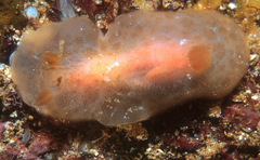 Rostanga lutescens