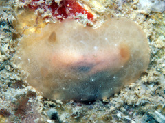 Rostanga lutescens