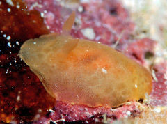 Rostanga lutescens