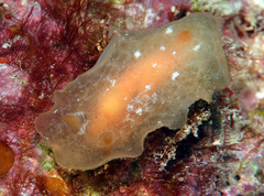 Rostanga lutescens