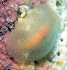 Rostanga lutescens