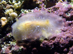 Rostanga lutescens