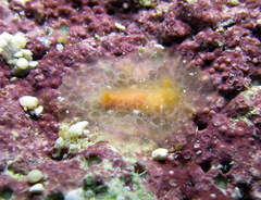 Rostanga lutescens