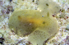 Rostanga lutescens