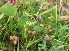 Trifolium microdon
