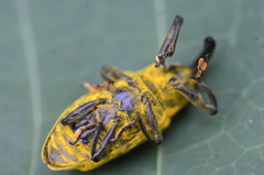 Ileomus