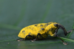 Ileomus