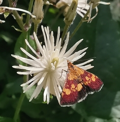 Pyrausta falcatalis