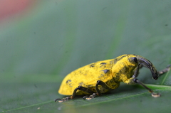 Ileomus