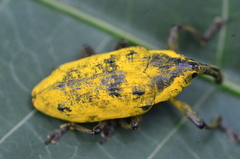 Ileomus