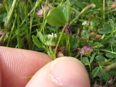 Trifolium microdon