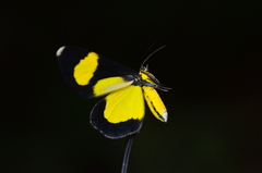 Cyllopoda jatropharia