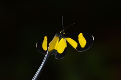 Cyllopoda jatropharia