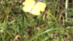 Eurema floricola