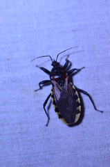 Brontostoma colossus