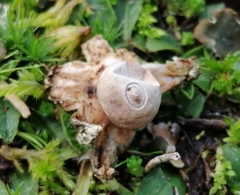 Geastrum minimum
