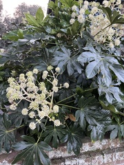 Fatsia