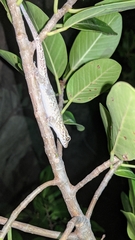 Aristelliger praesignis