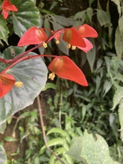 Begonia stenotepala