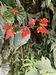 Begonia stenotepala