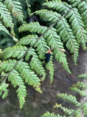 Sphenorhina bipunctata