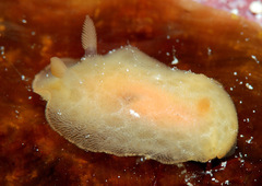 Rostanga lutescens