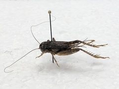 Gryllinae