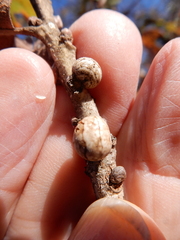 Allokermes galliformis