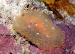 Rostanga lutescens