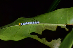 Isognathus swainsonii