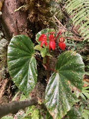 Begonia stenotepala
